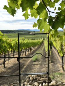 Le vin durable : comment les vignerons s&rsquo;adaptent au changement climatique