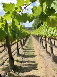 Le vin en conversion à l’agroécologie : comment les vignerons français adoptent une agriculture régénératrice